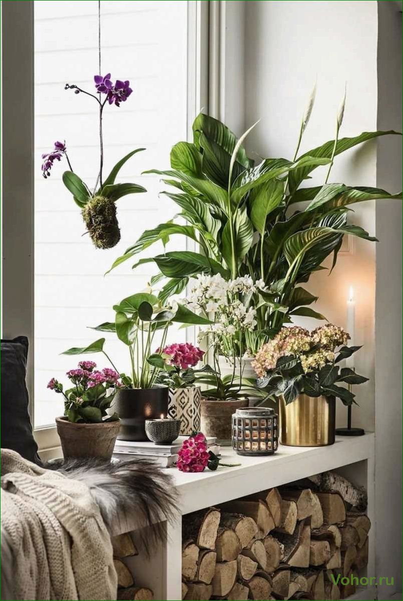 Как правильно выбрать и разместить цветы и растения в вашем доме, чтобы создать уютную атмосферу и улучшить качество воздуха