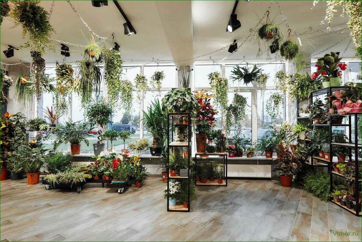 Как выбрать и ухаживать за растениями в магазине — советы и рекомендации