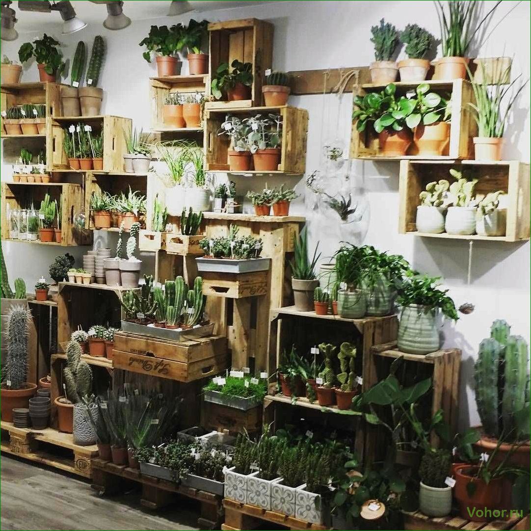 Как выбрать и ухаживать за растениями в магазине — советы и рекомендации