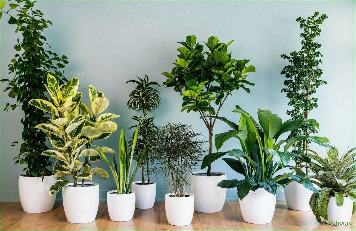 Самые впечатляющие и восхитительные растения для оживления интерьера вашего дома