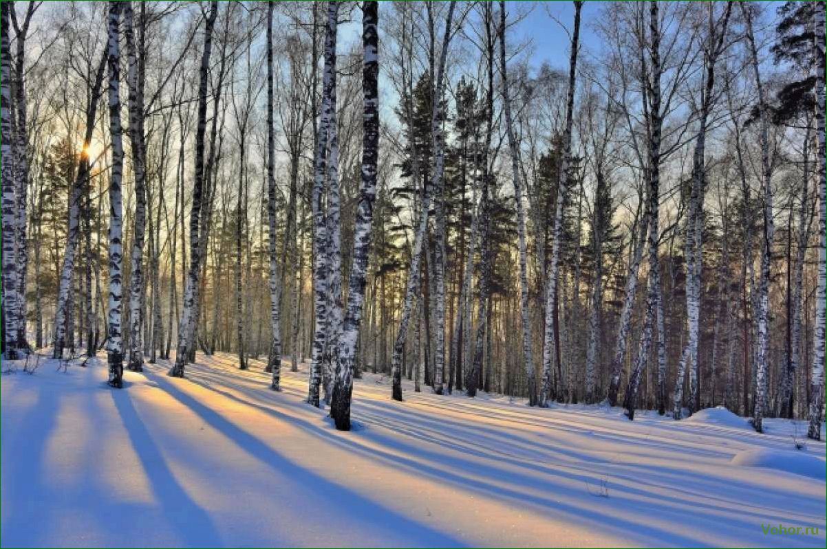 Мнение экспертов по лесу и его значимость для экологии